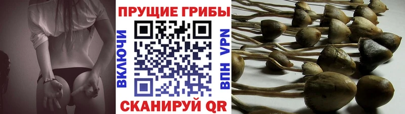 что такое наркотик  Покачи  Псилоцибиновые грибы мухоморы 